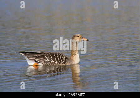 Saatgans, Saat-Gans, Gans, Anser fabalis bean, oie, oie-bean Banque D'Images