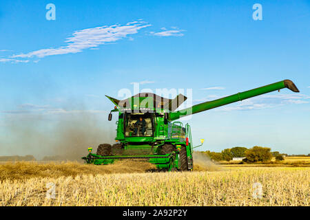 Un agriculteur conduisant une moissonneuse-batteuse avec une pleine charge prête à être transférée avec le bras de la vis de vidange déployé pendant une récolte de canola; Legal, Alberta, Canada Banque D'Images