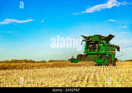 Un agriculteur qui conduit une moissonneuse-batteuse avec une charge presque complète pendant une récolte de canola; Legal, Alberta, Canada Banque D'Images