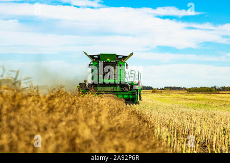 Un agriculteur qui conduit une moissonneuse-batteuse avec une charge presque complète pendant une récolte de canola; Legal, Alberta, Canada Banque D'Images