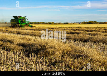 Un agriculteur qui conduit une moissonneuse-batteuse avec une charge presque complète pendant une récolte de canola; Legal, Alberta, Canada Banque D'Images