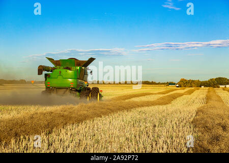 Un agriculteur qui conduit une moissonneuse-batteuse avec une charge presque complète pendant une récolte de canola; Legal, Alberta, Canada Banque D'Images