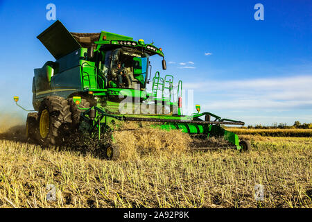 Un agriculteur conduisant une moissonneuse-batteuse à la fin d'un andain pendant une récolte de canola; Legal, Alberta, Canada Banque D'Images