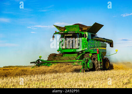 Un agriculteur qui conduit une moissonneuse-batteuse avec une charge presque complète pendant une récolte de canola; Legal, Alberta, Canada Banque D'Images