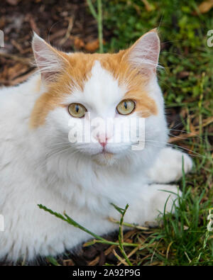 Un portrait en gros plan d'un chat à la recherche dans l'appareil. Banque D'Images