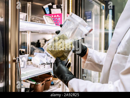 Tests de laboratoire de cannabis; Cave Junction, Oregon, États-Unis d'Amérique Banque D'Images