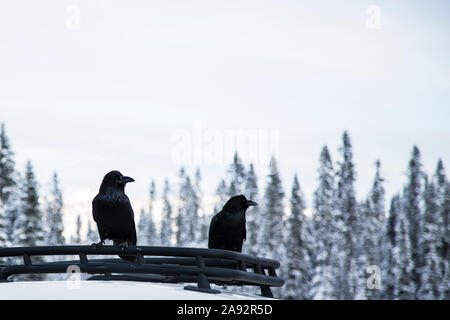 Les corbeaux perchés sur un toit de voiture en face de snowy trees Banque D'Images