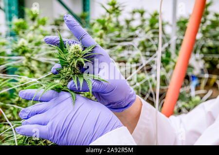 Tendant à des plants de cannabis au stade de la floraison précoce en croissance une salle de culture intérieure sous éclairage artificiel Banque D'Images