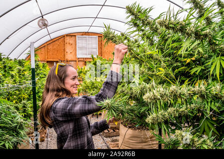 Tendant à des plants de cannabis en phase de floraison tardive, croissant dans une serre sous éclairage naturel; Cave Junction, Oregon, États-Unis d'Amérique Banque D'Images