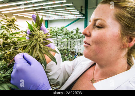 Tendant à des plants de cannabis au stade de la floraison précoce en croissance une salle de culture intérieure sous éclairage artificiel Banque D'Images