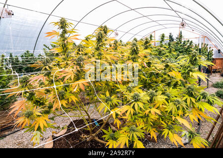 Plants de cannabis en phase de floraison tardive poussant dans une serre sous éclairage naturel; Cave Junction, Oregon, États-Unis d'Amérique Banque D'Images
