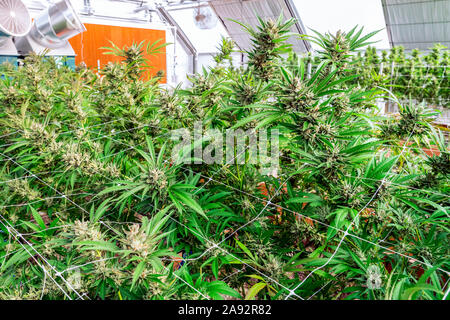 Plants de cannabis en phase de floraison poussant à l'intérieur sous éclairage artificiel; Cave Junction, Oregon, États-Unis d'Amérique Banque D'Images