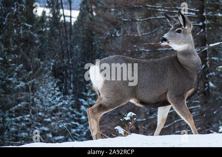 Les cerfs sauvages dans les Montagnes Rocheuses en hiver Banque D'Images