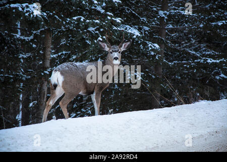 Les cerfs sauvages dans les Montagnes Rocheuses en hiver Banque D'Images