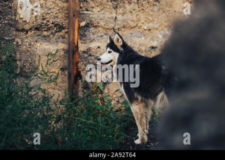 Portrait majestueux de black purebread husky debout dans la région de old house Banque D'Images