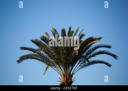 Close-up de la couronne foliaire ou une tasse d'un dattier, Phoenix dactylifera avec le ciel bleu en arrière-plan Banque D'Images