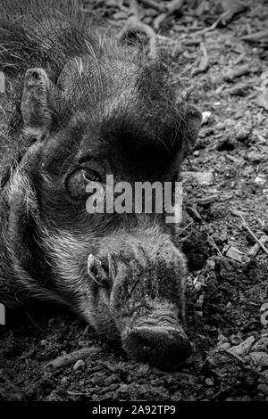Warty Visayan Pig au Zoo de Newquay, Cornwall, UK Banque D'Images