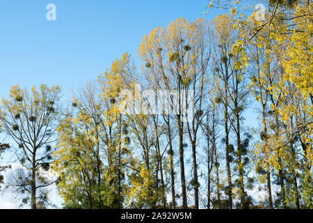 Le Viscum album. Le gui dans les arbres du peuplier à l'automne. Herefordshire, Angleterre Banque D'Images