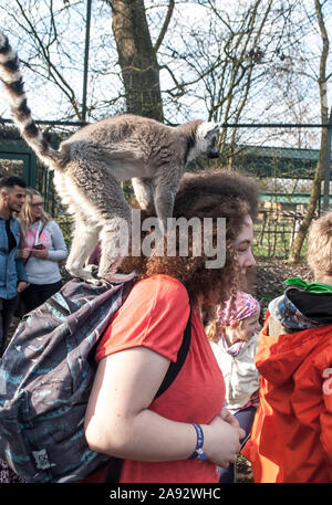 Hodenhagen, Allemagne, le 30 mars 2019 : Lemur assis sur les épaules d'une fille avec des cheveux bouclés Banque D'Images