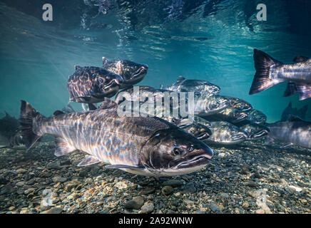 Saumon coho (Oncorhynchus kisutch) aux couleurs de l'océan sur leur migration dans un ruisseau de l'Alaska au début de l'automne.Bien qu'ils soient frais... Banque D'Images