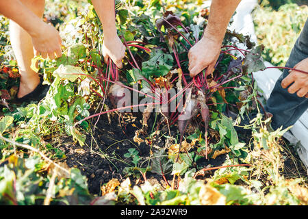 Farmer hands holding a bunch of freshly harvested beetroots et une pelle Banque D'Images