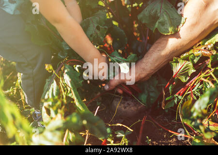 Farmer hands holding a bunch of freshly harvested beetroots et une pelle Banque D'Images