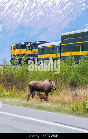 Orignal de vache (Alces alces) avec son nouveau-né, stand de veau entre la route Seward et les voies de chemin de fer de l'Alaska, au sud d'Anchorage, au sud... Banque D'Images