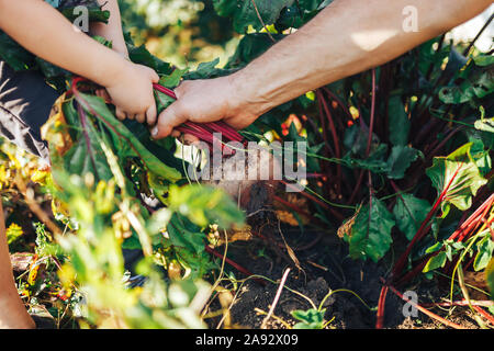 Farmer hands holding a bunch of freshly harvested beetroots et une pelle Banque D'Images