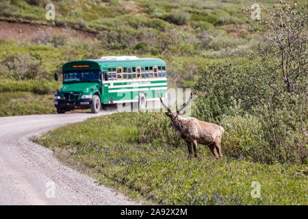 Un caribou de taureau (Rangifer tarandus) avec des bois encore en velours se prépare à traverser la route du parc dans le parc national Denali et à préserver tout comme la visite b.. Banque D'Images