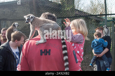 Hodenhagen, Allemagne, le 30 mars 2019 : Lemur assis sur un homme s épaules et petite fille dans les bras du père caressant lemur Banque D'Images