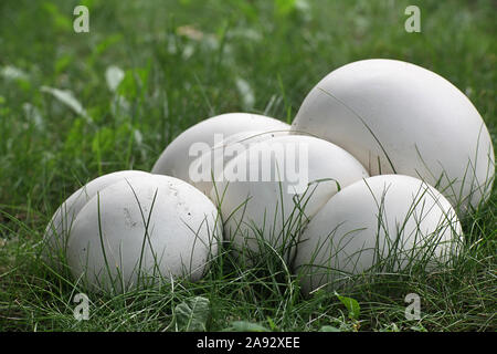 Calvatia gigantea, communément connue sous le nom de vesse-de-géant, poussent à l'état sauvage en Finlande Banque D'Images