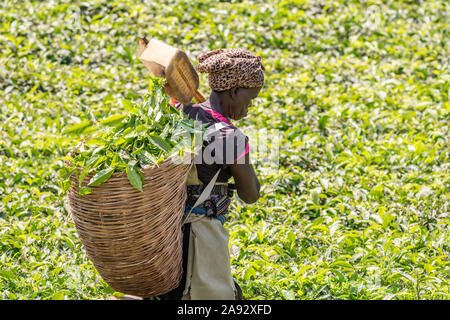 Femme récoltant du thé dans une plantation du parc national de Kibale, région de l'Ouest, Ouganda Banque D'Images