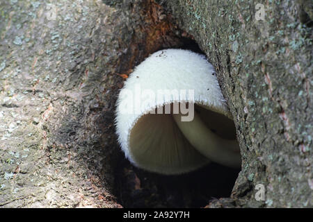 Volvariella bombycina, connu comme le fourreau soyeux, soyeux rosegill, argent-paille de soie, de champignons ou de champignons d'arbres, à partir de la Finlande aux champignons sauvages Banque D'Images