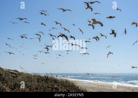 Vol de mouettes avec la mer en arrière-plan Banque D'Images