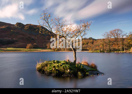 Lone Tree à Rydal Water dans le Parc National de Lake District Banque D'Images