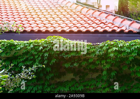 Photo:les plantes. Les plantes dans la conception de paysage. Les feuilles vertes de vignes sauvages sur une clôture en brique près de house. Jour d'été ensoleillé. Banque D'Images