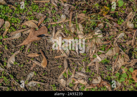 Dispersés tas de semis d'érable tombé (hélicoptères) portant sur le sol à l'automne en attente de printemps pour germer Banque D'Images