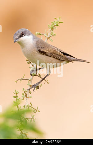 Klappergrasmücke, fauvette grisette Sylvia curruca Lesser,, Banque D'Images