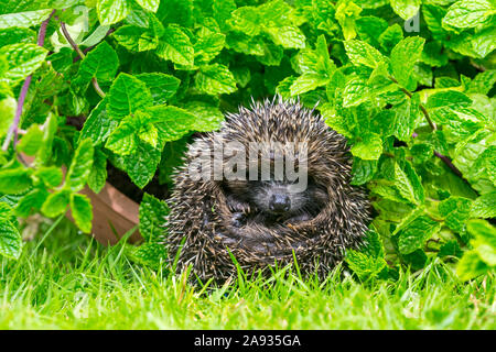 Hérisson, (nom scientifique : Erinaceus europaeus) wild, les autochtones, les jeunes Européens hedgehog gondolé en boule sous les herbes vertes. Close up.Paysage Banque D'Images