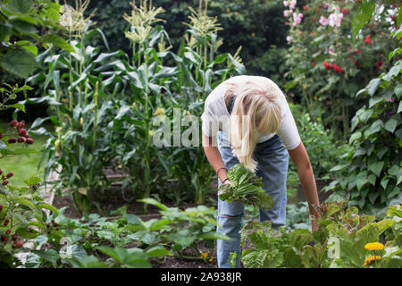 Femme au jardin Banque D'Images