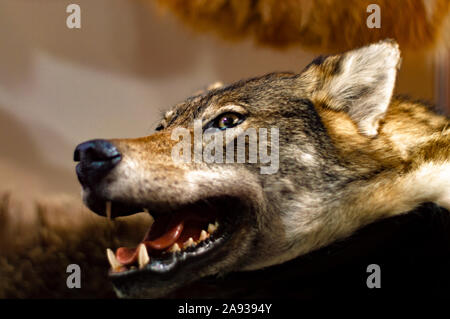 La tête d'un Loup gris avec bared les dents. La taxidermie farcies. Vue de côté. Banque D'Images