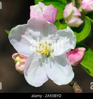 Fleurs et bourgeons des pommiers sur un fond sombre. Se concentrer sur une fleur rouge. Profondeur de champ. Banque D'Images