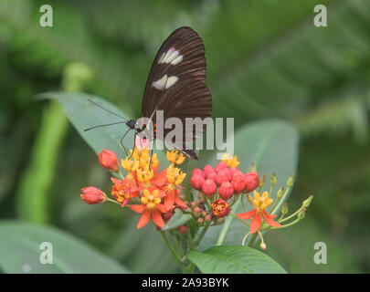 Cattleheart (papillon Parides arcas) boire le nectar, Mindo, Equateur Banque D'Images