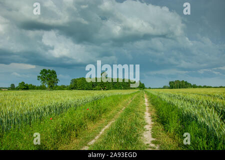 Route à travers un champ vert, d'arbres à l'horizon et les nuages tourbillonnant dans le ciel. Nowiny, Pologne Banque D'Images