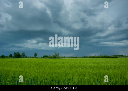 Champ d'orge verte, des arbres à l'horizon et les nuages orageux des pluies sur le ciel. Nowiny, Pologne Banque D'Images