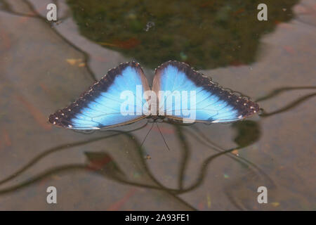 Papillon morpho Morpho (Grenade granadensis) flottant sur un étang, Mindo, Equateur Banque D'Images