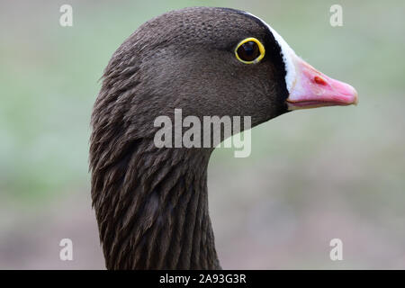 Head shot of a lesser white de l'oie naine (Anser erythropus) Banque D'Images