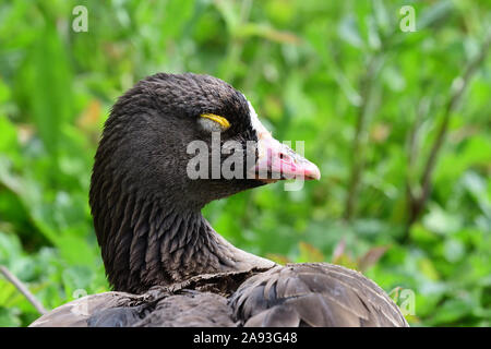 Head shot of a lesser white de l'oie naine (Anser erythropus) assis sur l'herbe Banque D'Images