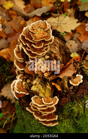 Turkeytail Trametes versicolor champignons croissant sur une souche d'arbre. Banque D'Images