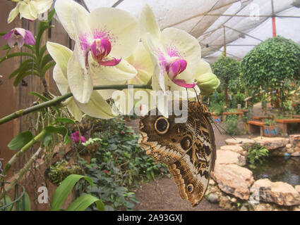 Papillon hibou géant (Caligo memnon) boire d'une orchidée, Mindo, Equateur Banque D'Images